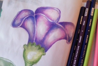 Violet flower in colored Pencils by Cristina Parus @ creativemag.ro