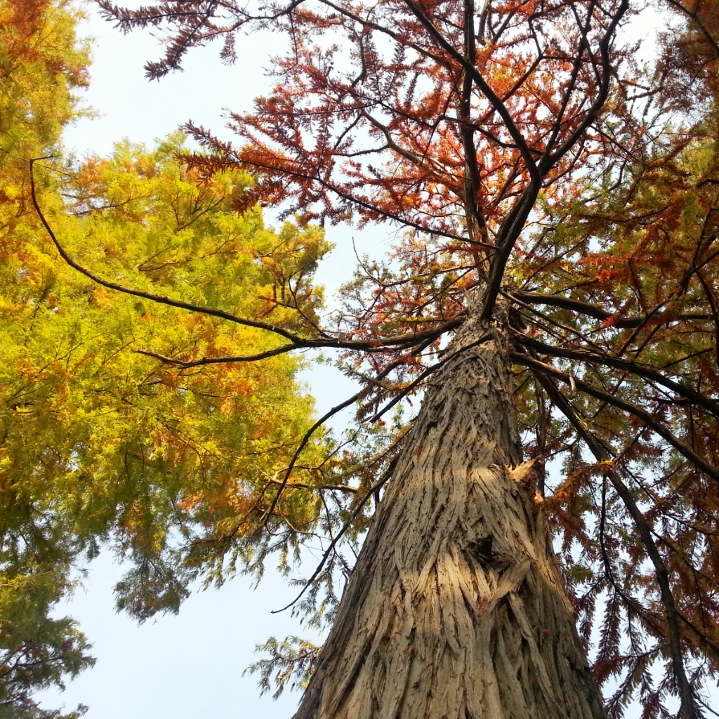 autumn tree by Cristina Parus @ creativemag.ro