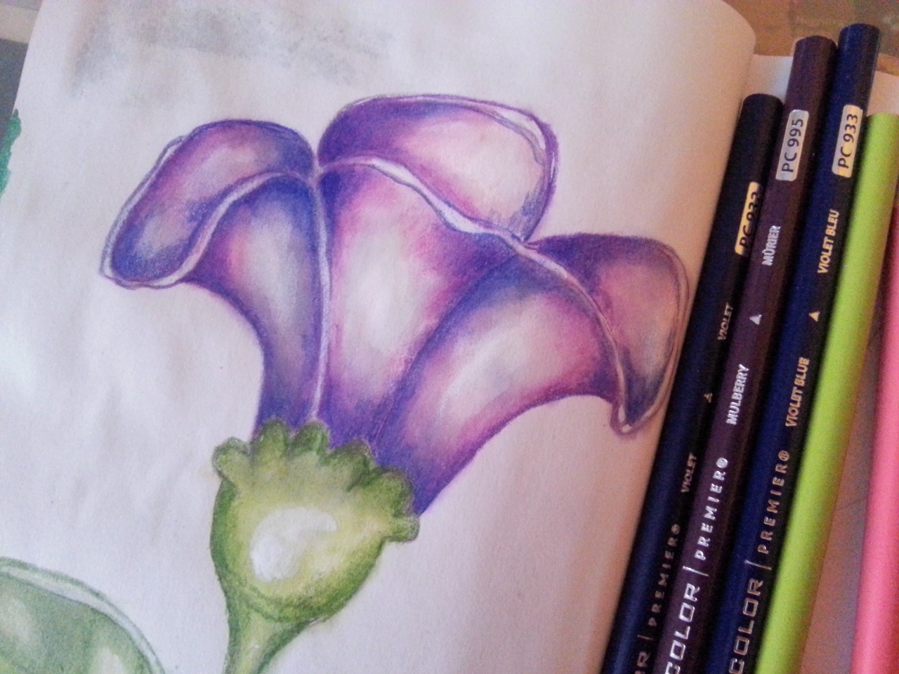 Violet flower in colored pencils