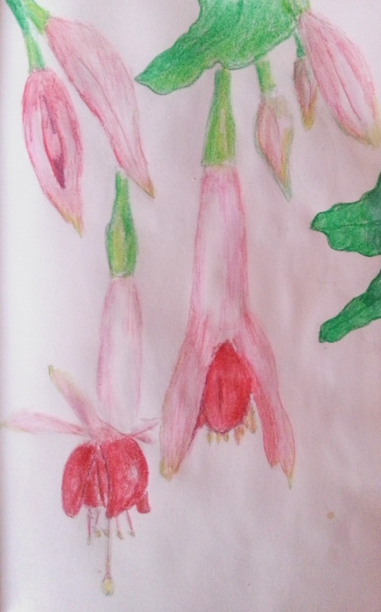 Drawing Fuchsia Flowers in my art journal - by Cristina Parus @ creativemag.ro >>> Mixed Media and Art Journaling