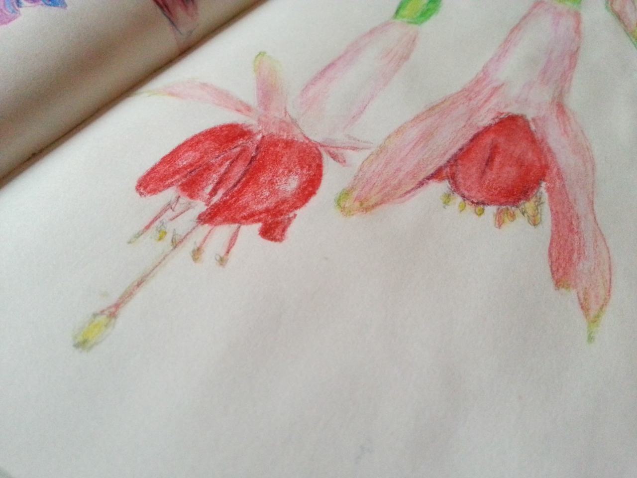 Drawing Fuchsia Flowers in my art journal - by Cristina Parus @ creativemag.ro >>> Mixed Media and Art Journaling